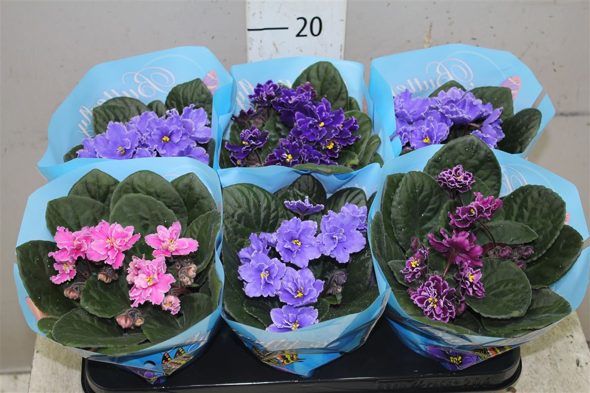 Внимание! Сезон горшечных фиалок (viola pot plant) начинается!