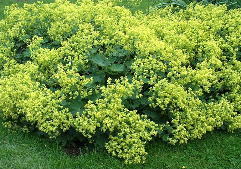В Голландии с этого месяца начинается сезон манжетки (alchemilla)