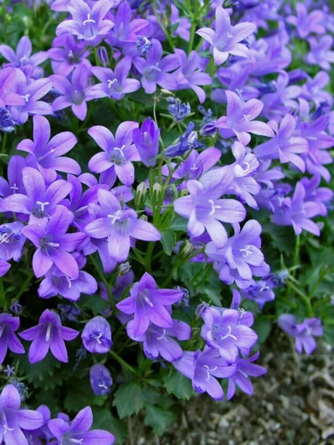 Уважаемые клиенты! В Голландии закончился сезон колокольчика (campanula)!